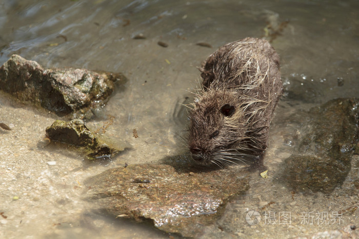 在水中的海狸鼠