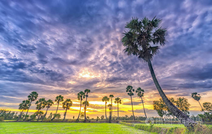 色彩斑斓的朝阳与高大的棕榈树在戏剧性的天空升起