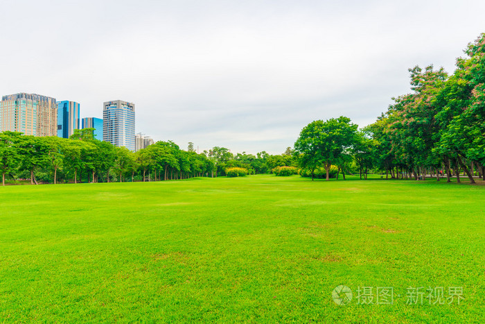 绿色的草坪与在城市公园美丽的树
