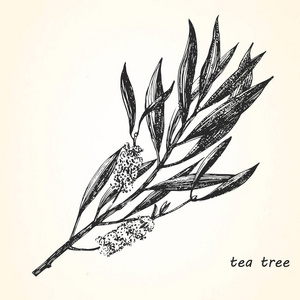 茶树矢量图片-茶树矢量素材-茶树矢量插画-摄图新视界