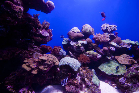 多彩异国热带的鱼类水下水族馆