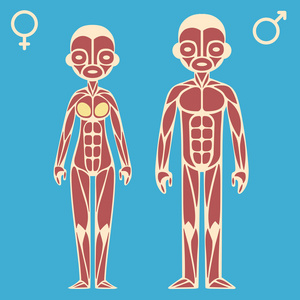 男性和女性的肌肉图表