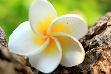 白色素馨花花树上