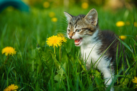 黑色和白色小猫喵喵叫的猫哭坐在绿草