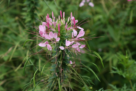 蜘蛛花