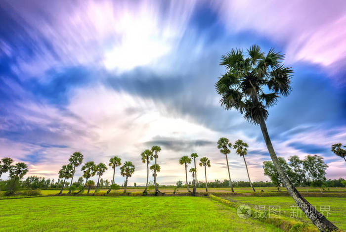 色彩斑斓的朝阳与高大的棕榈树在戏剧性的天空升起