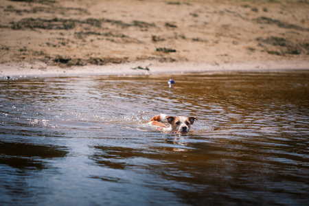 傑克羅素梗犬狗戲水泰國,大象在河裡戲水戲水在豬圈裡的豬傑克羅素梗