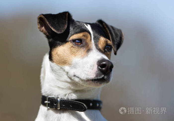 丹麦瑞典农场狗