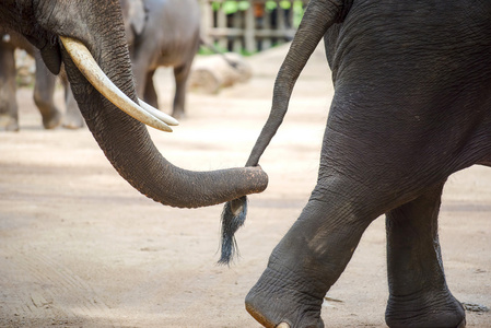 关闭了大象树干持有另一个大象的尾巴