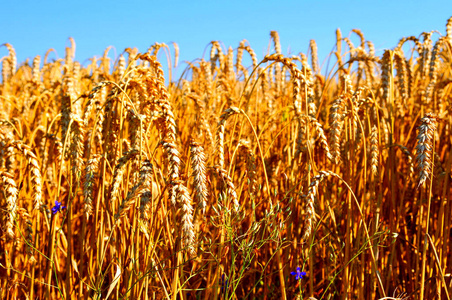 澳大利亚小麦种植区图片