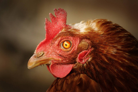 棕色母鸡肖像与受损的眼睛插画