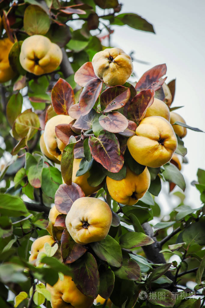 一支成熟黄木瓜