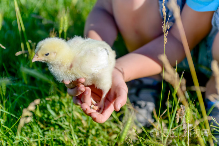 男孩玩小鸡在绿色的草