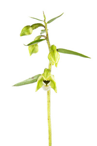 阔叶 helleborine 兰花 helleborine 花白色背景上分离。野生兰花