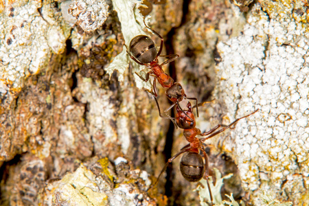 红色木蚂蚁