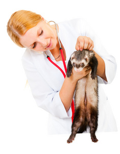 年轻兽医检查病人的雪貂