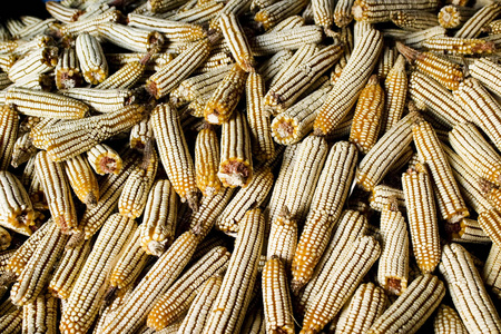 晒干的玉米收成照片