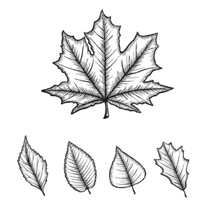 双语收集的手线技术双语的叶子的素描画照片