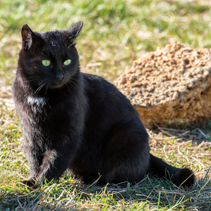 绿眼睛的黑猫