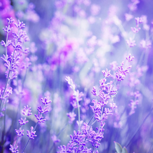 薰衣草花田，为天然背景，选择性聚焦图像。在紫色色调艺术写真