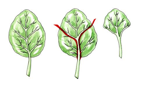 类型和叶子的形状。植物学