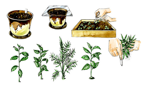 植物繁殖图片 植物繁殖素材 植物繁殖插画 摄图新视界