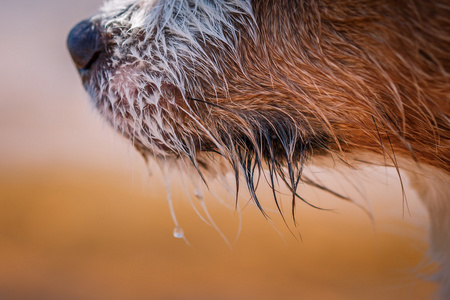 杰克罗素梗犬狗戏水