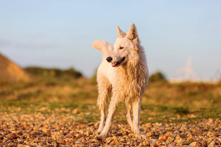 在圆石滩白色德国牧羊犬的画像