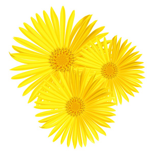 矢量黄色雏菊花隔离在白色背景上。春天黄洋甘菊