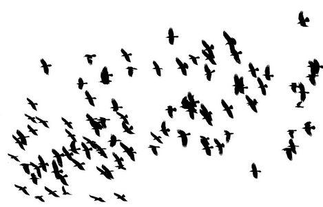 乌鸦在天空中图片