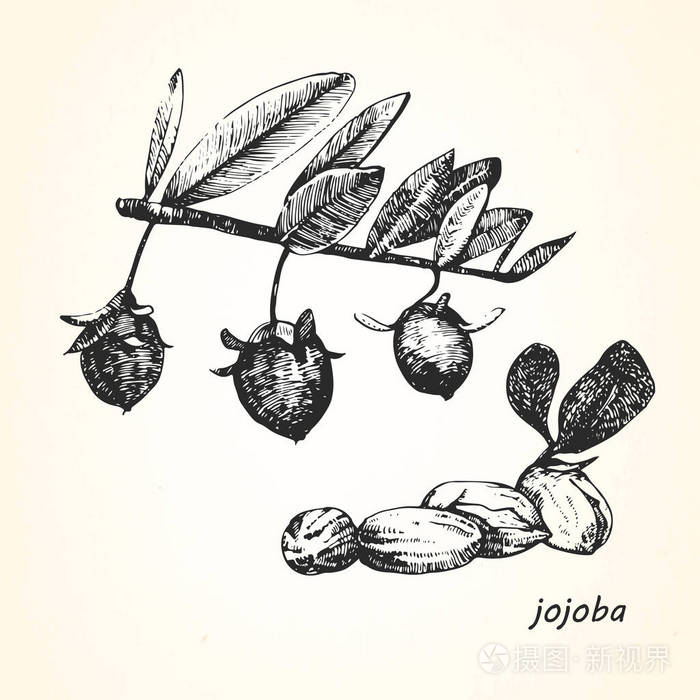 手绘插画的霍霍巴