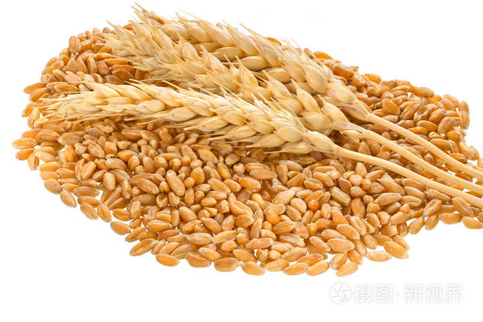 小麦籽粒