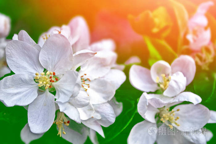 一朵朵分支苹果