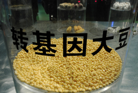 转基因作物照片