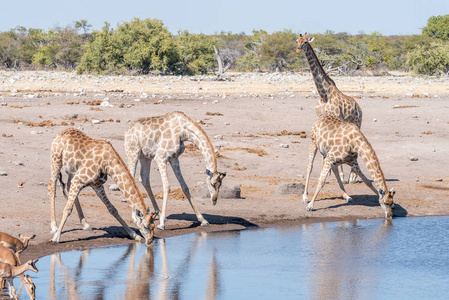 在水坑纳米比亚长颈鹿喝水
