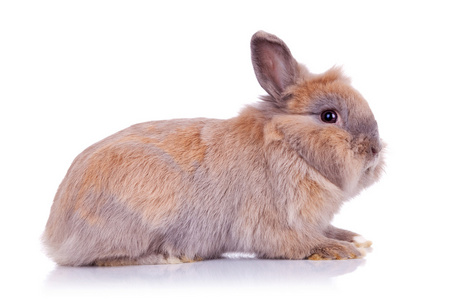 可爱的棕色小兔子图片