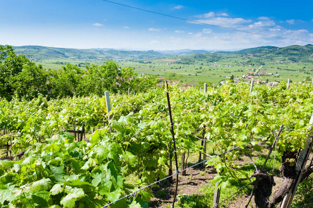 Soave.Italian 葡萄酒的葡萄园