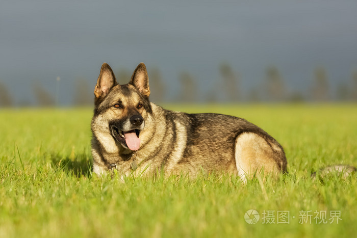 成人的德国牧羊犬