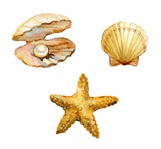 套海贝壳, 海星, 贝壳与珍珠隔绝在白色背景, 水彩例证