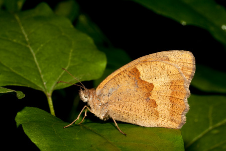 草甸棕  Maniola jurtina