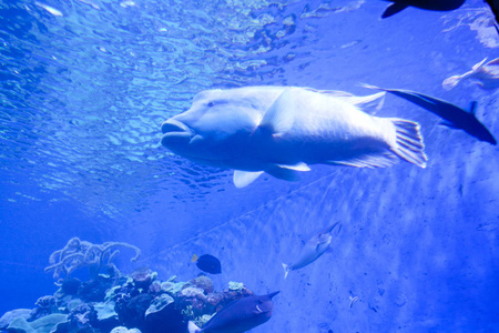 多彩异国热带的鱼类水下水族馆