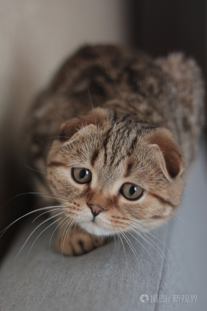 苏格兰折耳猫小猫照片-正版商用图片0cea7f-摄图新视界