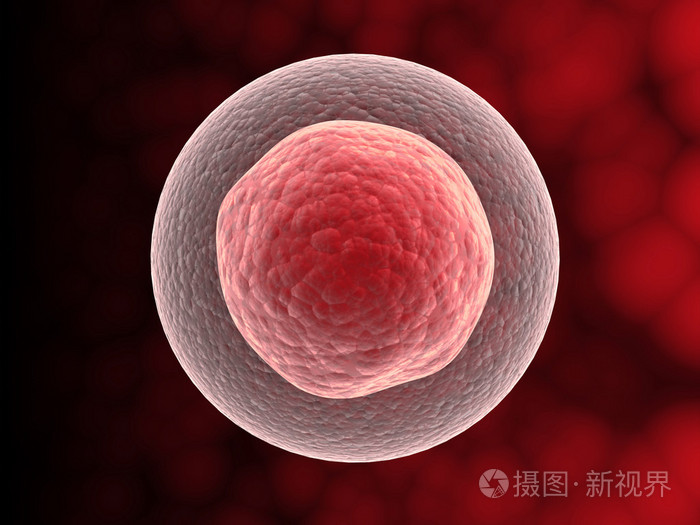 原子核的单元格