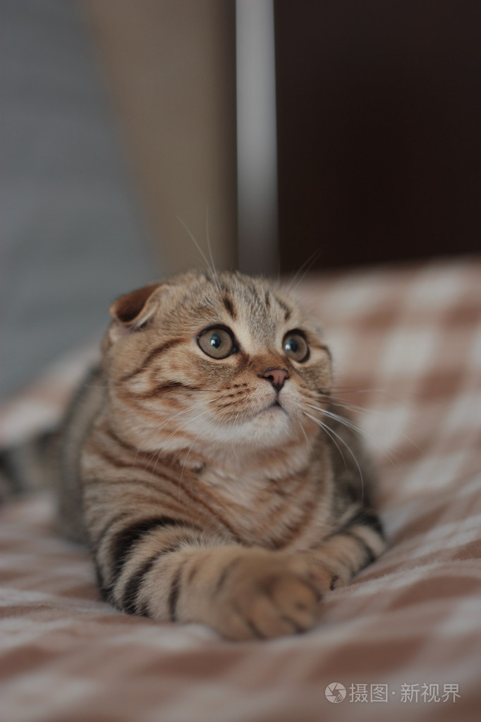 苏格兰折耳猫小猫