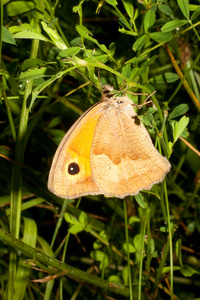 草甸棕  Maniola jurtina