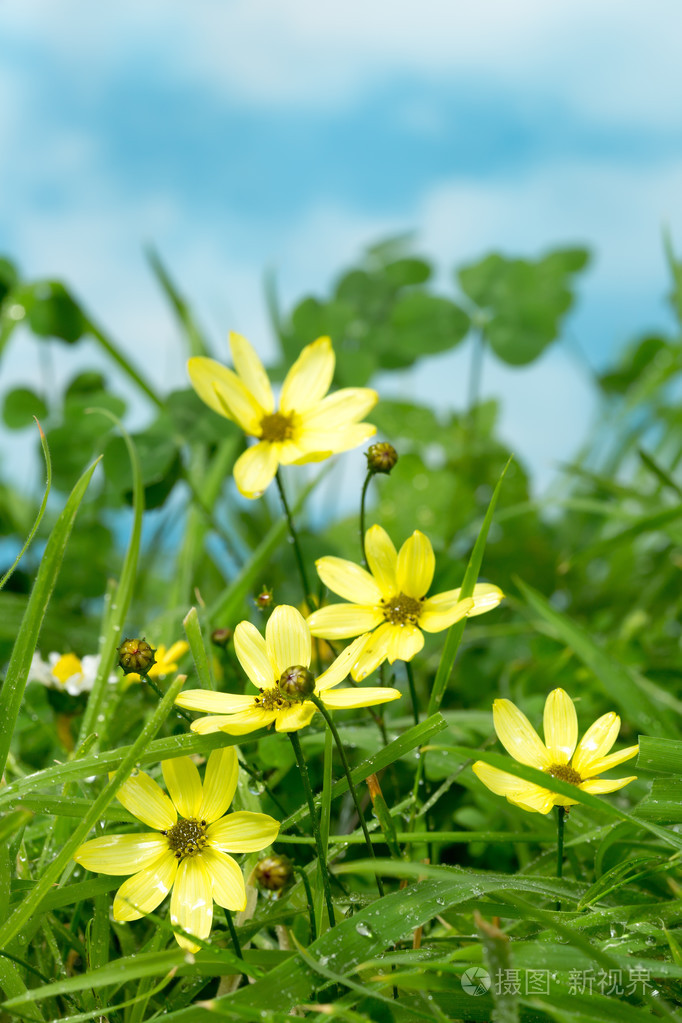 黄色的花朵在草丛中