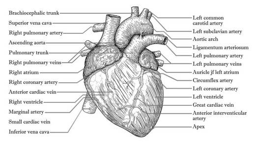 解剖人体心脏的手素描画与不结盟运动题词