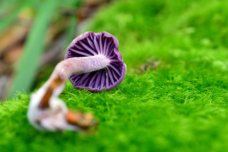 Laccaria amethystina 蘑菇