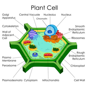 教育的生物学植物细胞图