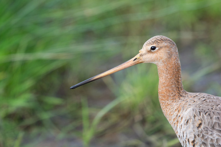 黑尾 godwit